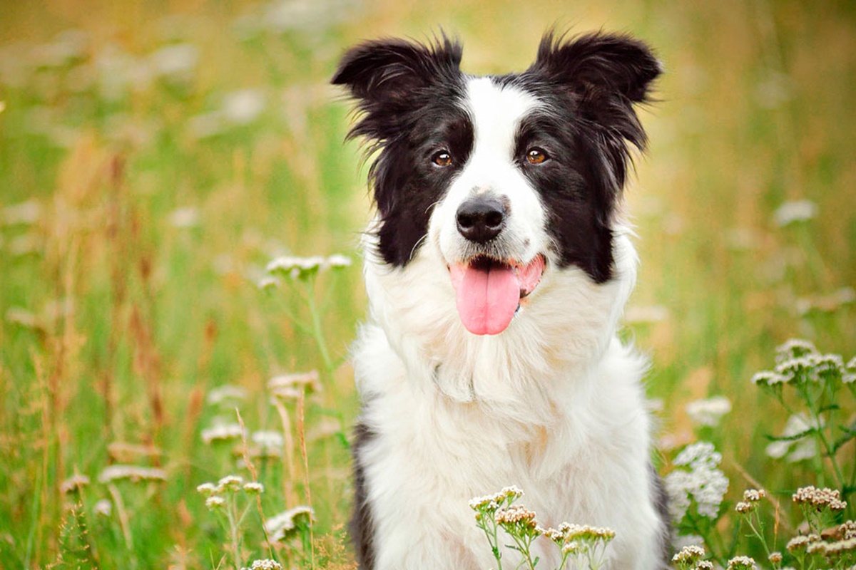 Border Collie Özellikleri ve Bakımı