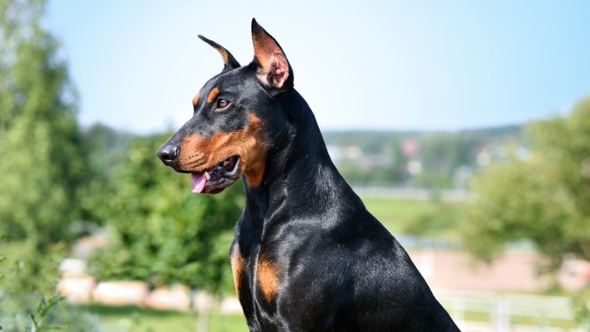 Doberman bakımı