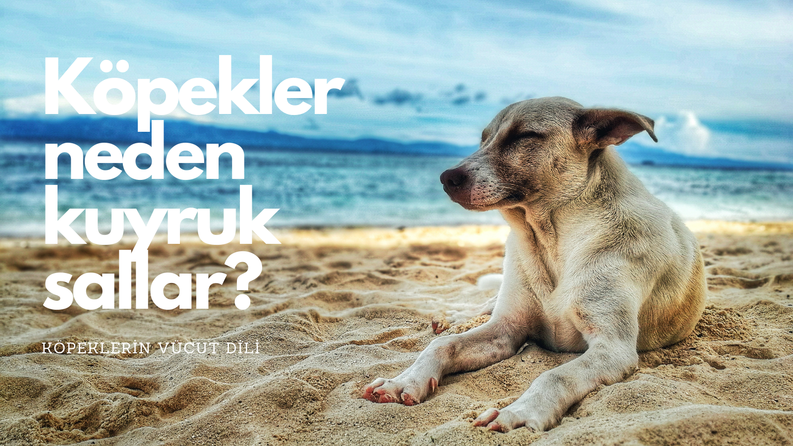 Köpekler Neden Kuyruklarını Sallar