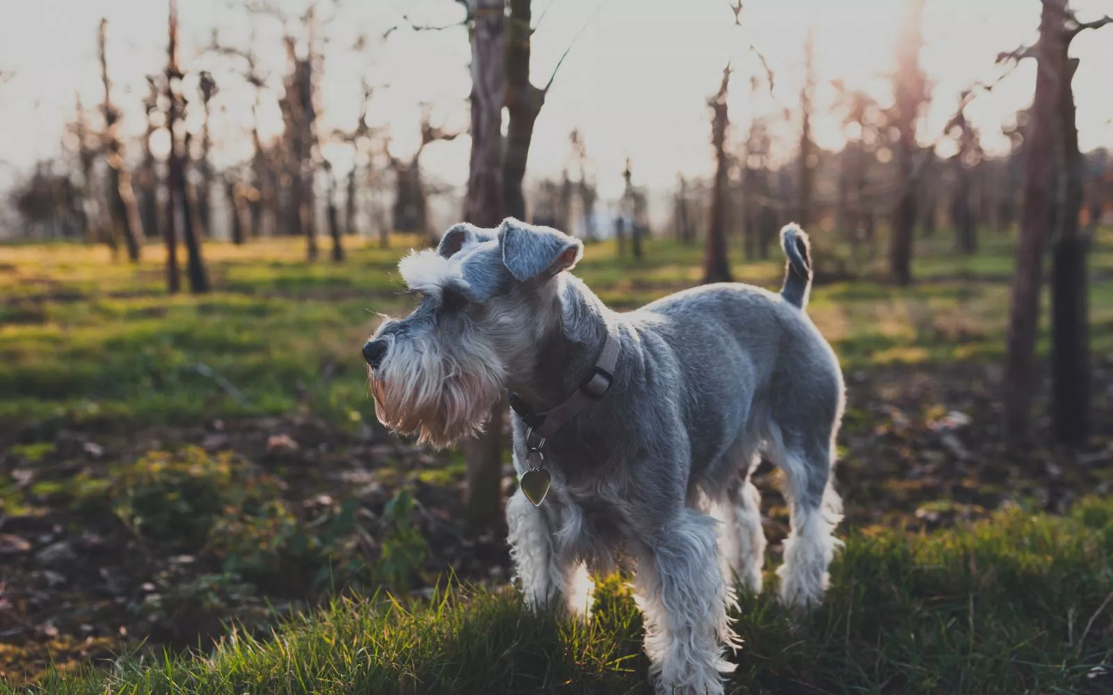 Minyatür Schnauzer