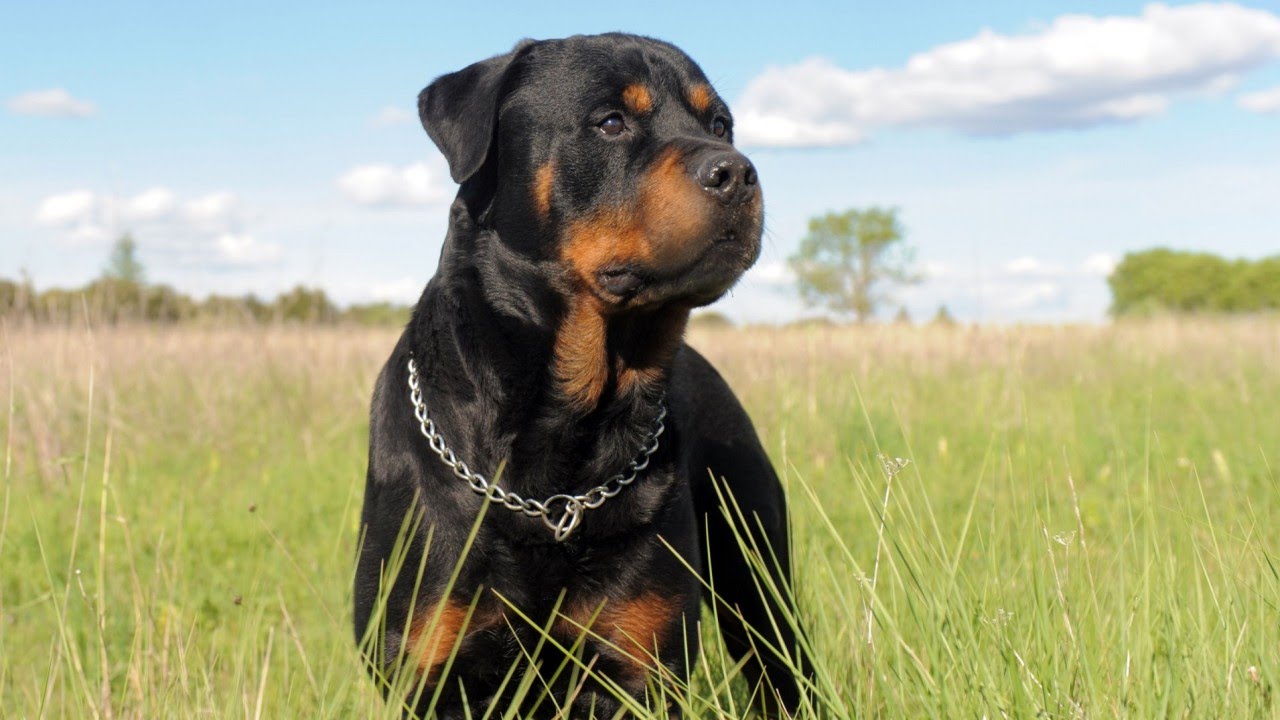 Rottweiler Kopekleri Ozellikleri Bakimi