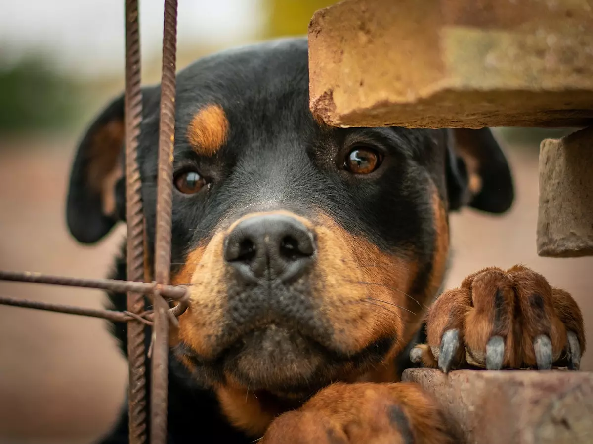 Rottweiler Özellikleri ve Bakımı