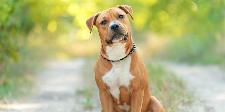 american staffordshire terrier bakimi