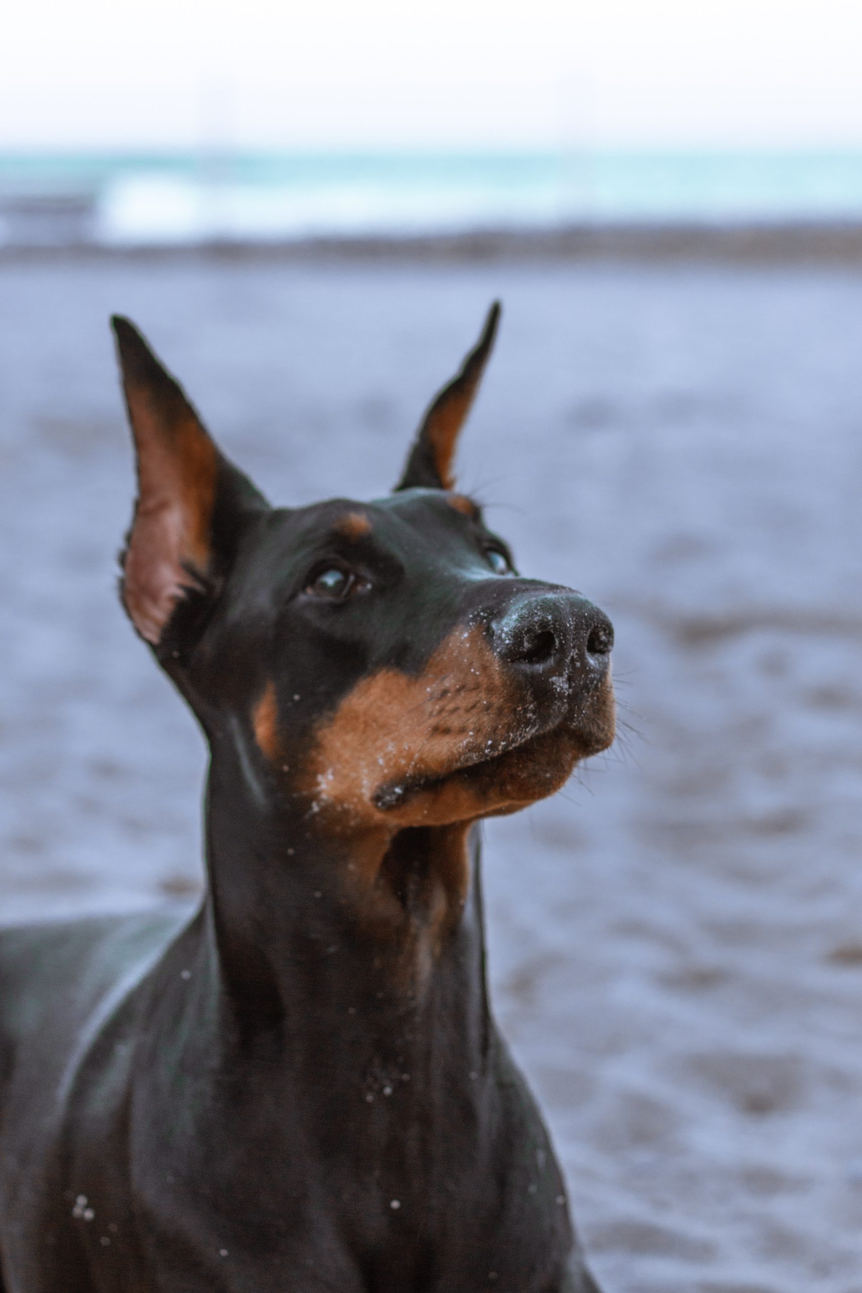 Doberman Pinscher Özellikleri ve Bakımı