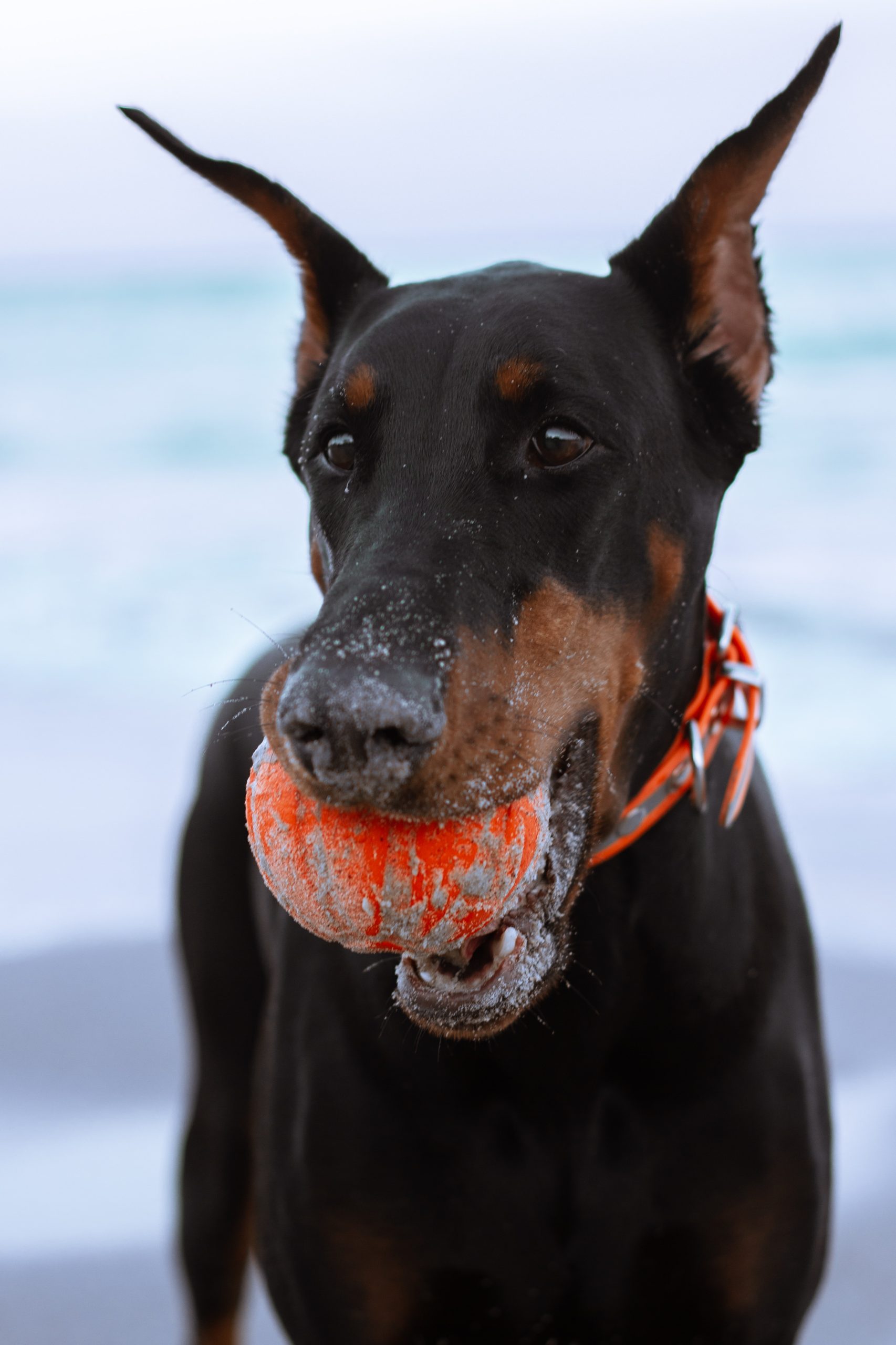 Doberman Pinscher Özellikleri ve Bakımı