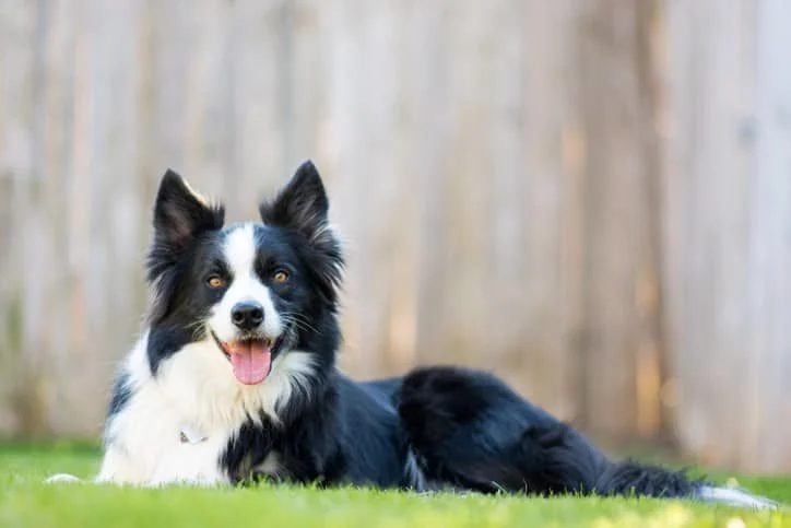 border collie bakımı