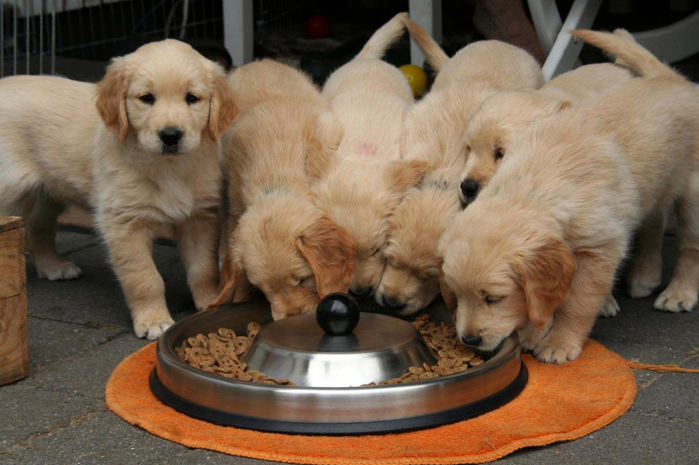 köpekler yulaf ezmesi nasıl yer