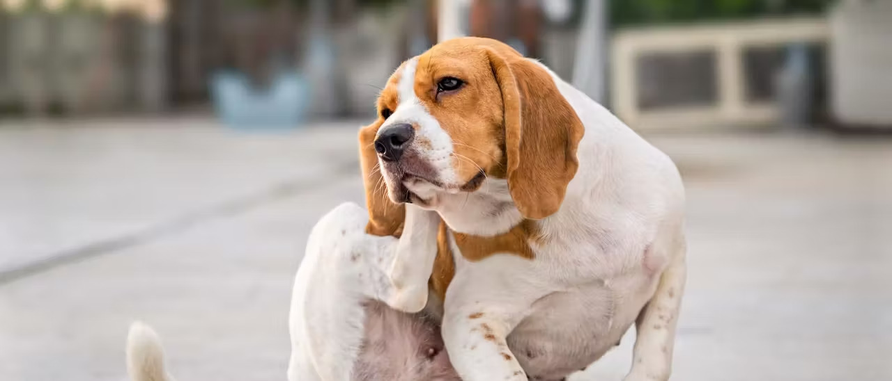 köpeklerde kepek belirtileri