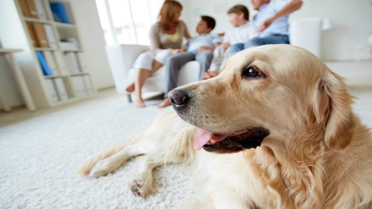 köpeklerde yulaf ezmesi