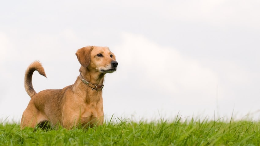 köpeklerin kuyruk sallama sebepleri