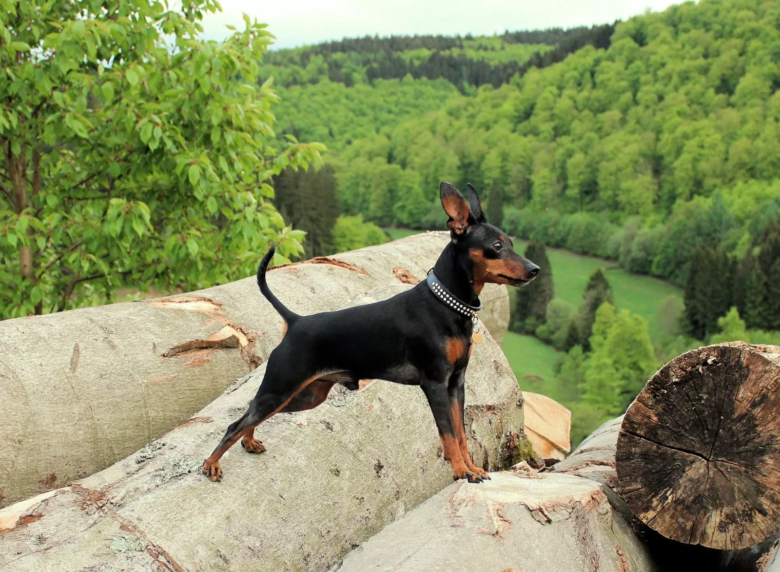 minyatur pinscher