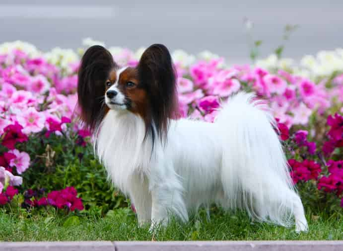 papillon dog