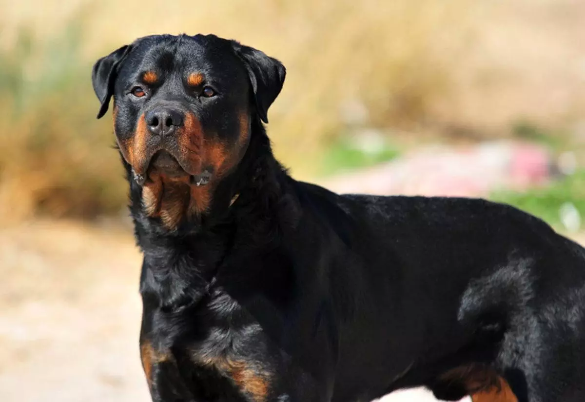 rottweiler eğitimi