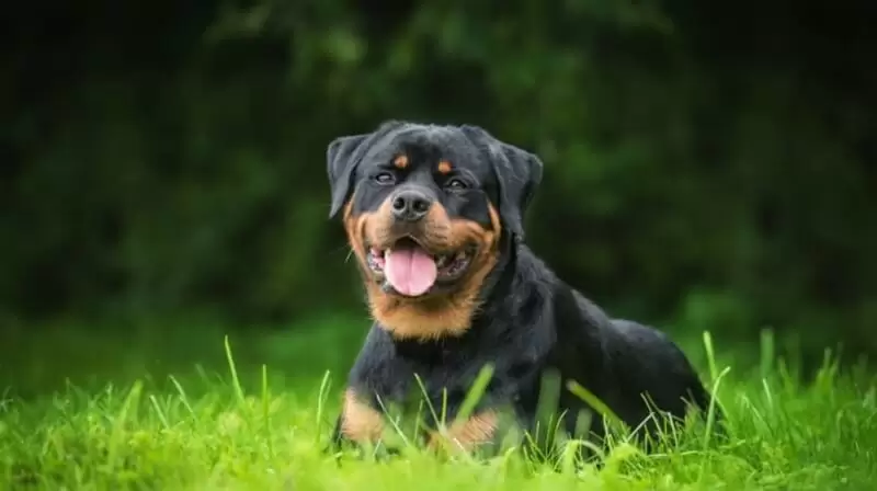 sevimli rottweiler köpek