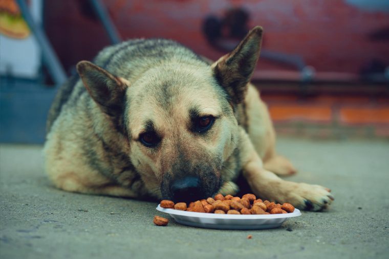 sokak köpekleri hangi mamadan yer