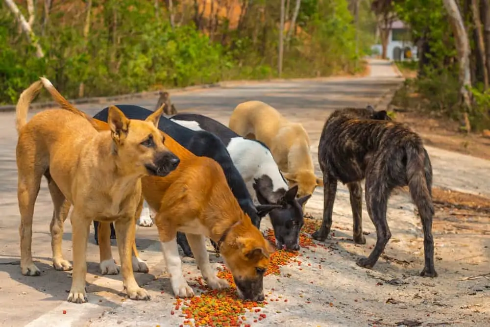 Sokak Köpekleri Ne Yer?