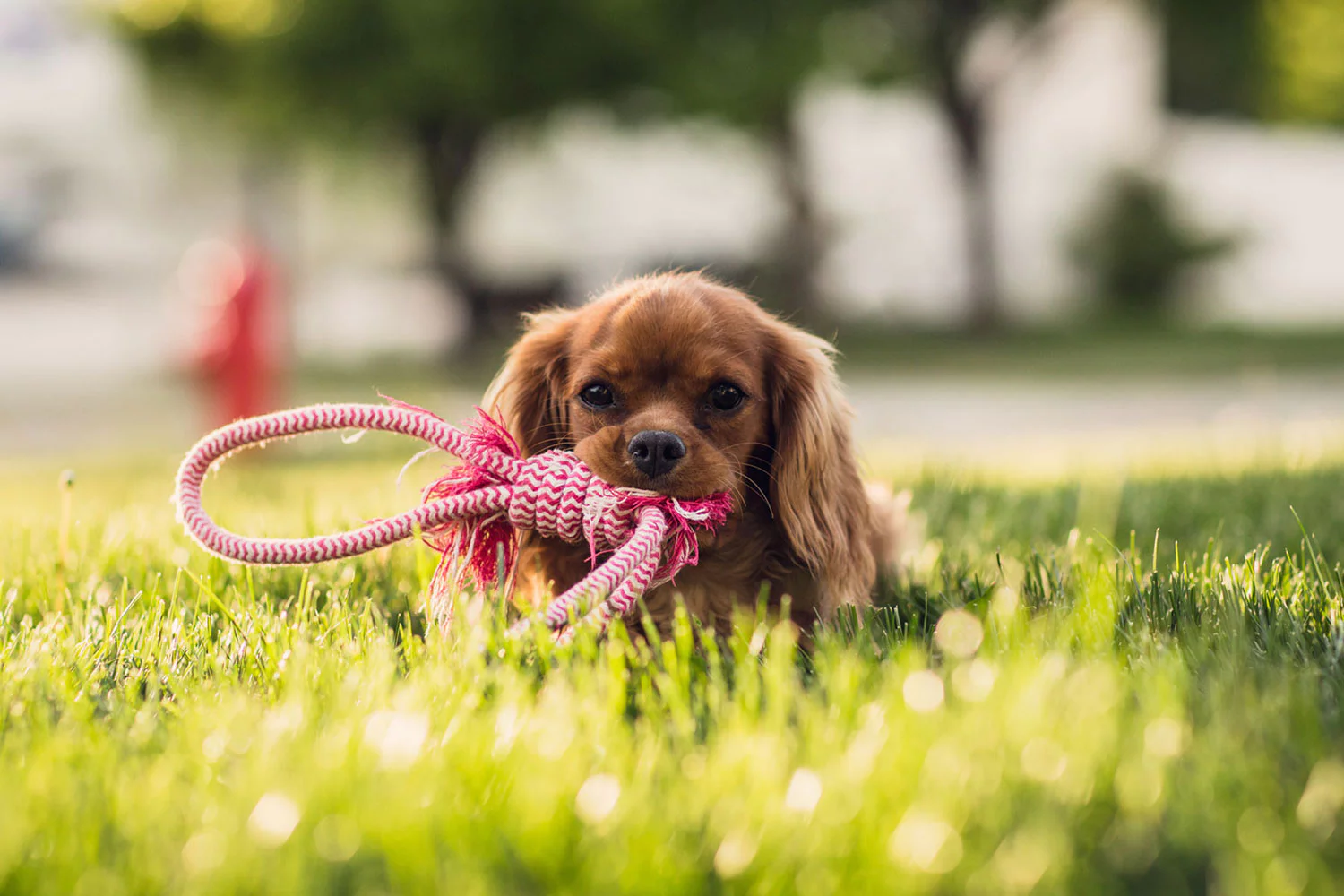 süs köpek ırkları