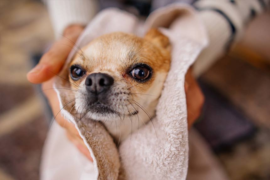 yavru köpek bakımı ve rehberi