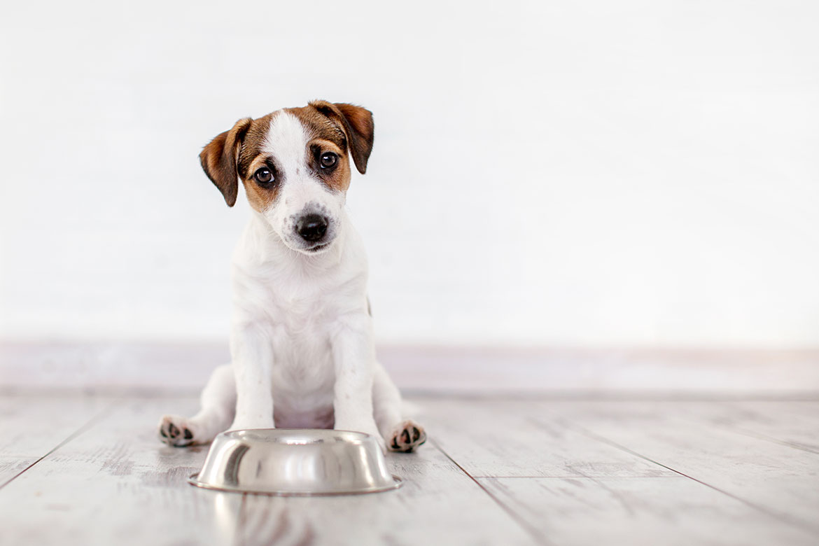 yavru köpek rehberi