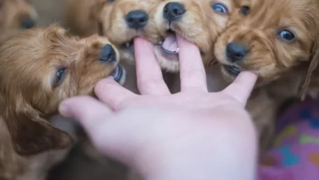 Dişi Köpek İsimleri ( 100  Tane )