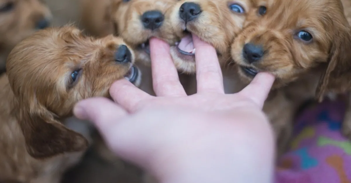 Dişi Köpek İsimleri ( 100 Tane )