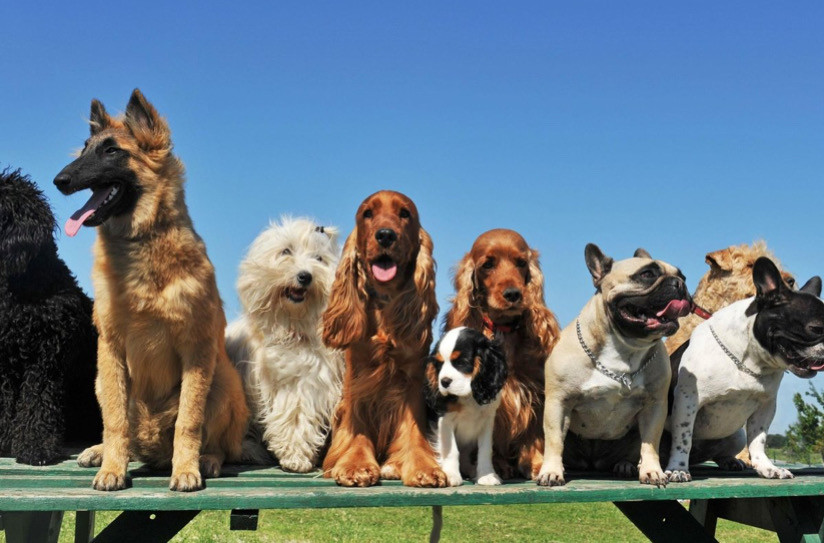 Köpek ırkları genel bilgi